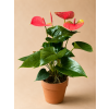 Anthurium 'Karma Pink', Ø 12 cm