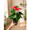 Anthurium 'Karma Red', Ø 12 cm