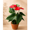 Anthurium 'Karma Red', Ø 12 cm