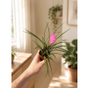 Bromelia mini mix, Ø 5,5 cm