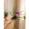 Bromelia mini mix, Ø 5,5 cm