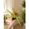 Bromelia mini mix, Ø 5,5 cm