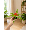 Bromelia mini mix, Ø 5,5 cm