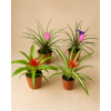 Bromelia mini mix, Ø 5,5 cm