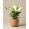 Dieffenbachia 'Camilla'