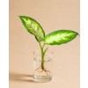 Dieffenbachia 'Camilla' - Řízek