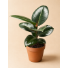 Ficus elastica 'Robusta', Ø 12 cm