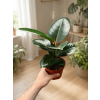 Ficus elastica 'Robusta', Ø 12 cm