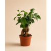Ficus microcarpa 'Ginseng', Ø 9 cm