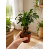 Ficus microcarpa 'Ginseng', Ø 9 cm
