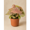 Syngonium 'Neon', Ø 12 cm