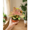 Syngonium 'Neon', Ø 12 cm