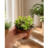 Anacampseros Rufescens Sunrise, Ø 9 cm