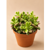 Anacampseros Rufescens Sunrise, Ø 9 cm