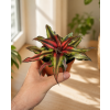 Cryptanthus Bivittatus, Ø 9 cm