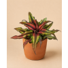 Cryptanthus Bivittatus, Ø 9 cm
