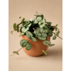 Ceropegia woodii Svícník, Ø 9 cm