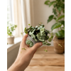 Ceropegia woodii Svícník, Ø 9 cm