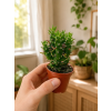 Opuntia mix, Ø 6 cm