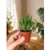 Opuntia mix, Ø 6 cm