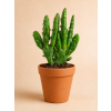 Opuntia mix, Ø 6 cm