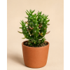 Opuntia mix, Ø 6 cm