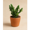 Opuntia mix, Ø 6 cm