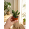 Opuntia mix, Ø 6 cm