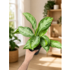 Aglaonema 'Silver Bay', Ø 14 cm