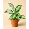 Aglaonema 'Silver Bay', Ø 14 cm