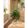 Peperomia Prostrata (želvičky), Ø 6 cm