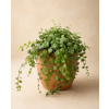 Peperomia Prostrata (želvičky), Ø 6 cm