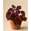Peperomia caperata Quito, Ø 11 cm