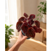 Peperomia caperata Quito, Ø 11 cm