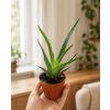 Aloe arborescens, Ø 6 cm