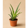 Aloe arborescens, Ø 6 cm