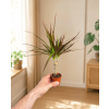 Dracaena Marginata, Ø 6 cm