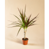 Dracaena Marginata, Ø 6 cm
