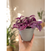 Tradescentia 'Pink Paradise', Ø 12 cm