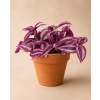 Tradescentia 'Pink Paradise', Ø 12 cm