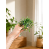 Rhipsalis mix, Ø 6 cm