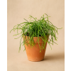 Rhipsalis mix, Ø 6 cm