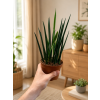 Sansevieria Bacularis Mikado, Ø 10 cm