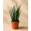 Sansevieria Bacularis Mikado, Ø 10 cm