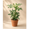 Schefflera arboricola 'Moondrop', Ø 8,5 cm