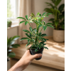 Schefflera arboricola 'Moondrop', Ø 8,5 cm