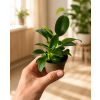 Philodendron 'Green princess', Ø 6 cm