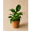 Philodendron 'Green princess', Ø 6 cm