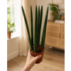Sansevieria cylindrica Straight, Ø 12 cm