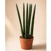 Sansevieria cylindrica Straight, Ø 12 cm